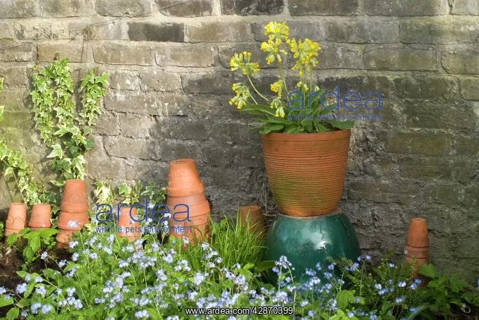: Cowslip in Pot and Forget-Me-Not's and clay pots : Cowslip in Pot and Forget-Me-Not's and clay pots