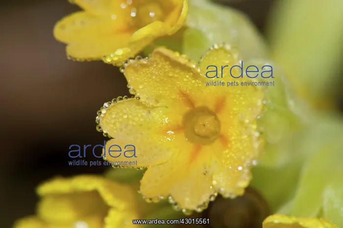 : Cowslip Primrose close-up of a single flower : Cowslip Primrose close-up of a single flower
