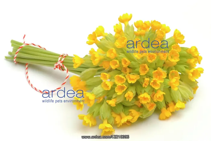 : Cowslip (Primula officinalis or Primula veris) : Cowslip (Primula officinalis or Primula veris)