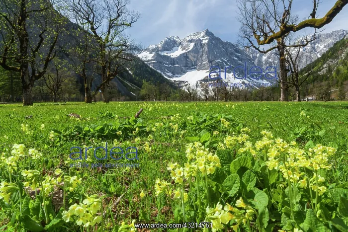 : Cowslip (primula Veris) in Eng valley, Karwendel : Cowslip (primula Veris) in Eng valley, Karwendel