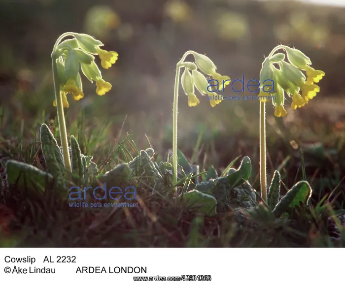  : Cowslip - three in a row