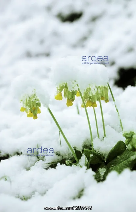  : Cowslip - in snow