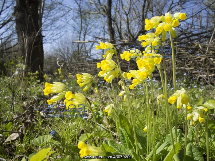  : Cowslips - Birmingham UK