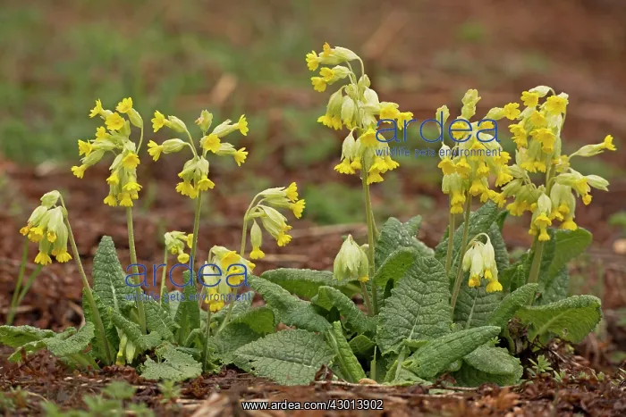  : Cowslips in flower in spring