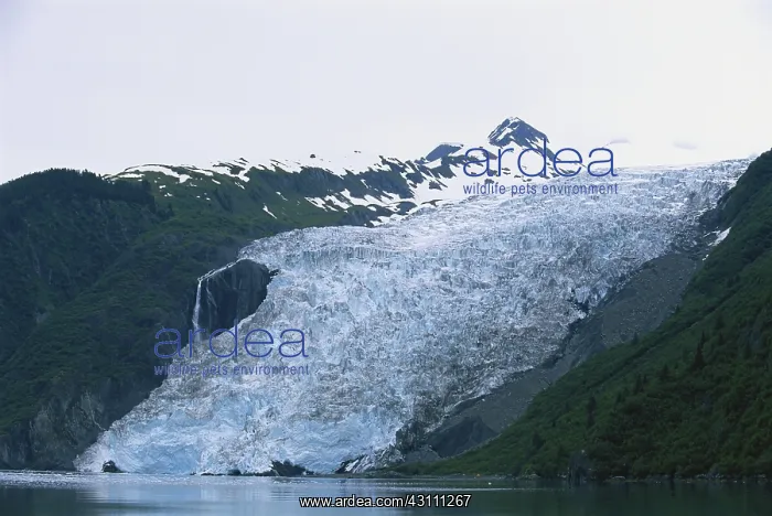 : Coxe Glacier : Coxe Glacier