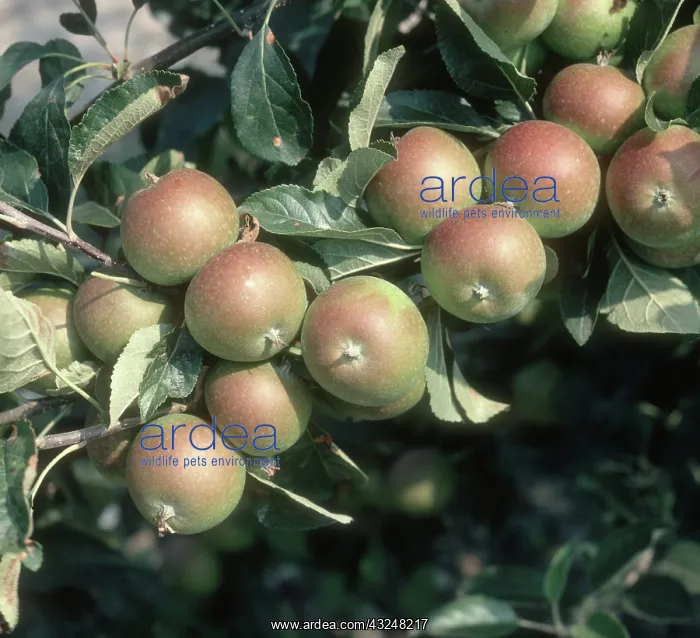 : Cox's apples on the tree : Cox's apples on the tree