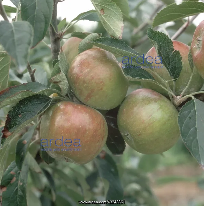 : Cox's Orange Pippin Apples : Cox's Orange Pippin Apples