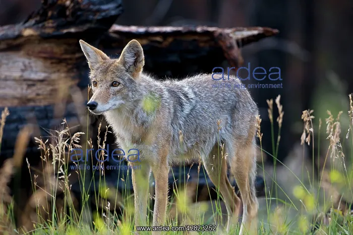: Coyote (Canis latrans). Grand Canyon National Park - USA : Coyote (Canis latrans). Grand Canyon National Park - USA