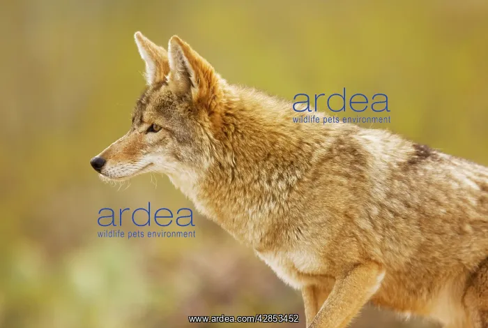  : Coyote (Canis latrans). Arizona - USA