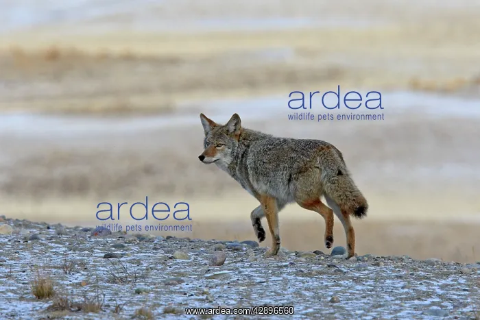 : Coyote (Canis latrans). Rocky Mountains - Jasper National Park - Alberta - Canada : Coyote (Canis latrans). Rocky Mountains - Jasper National Park - Alberta - Canada