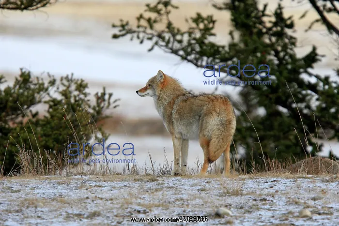 : Coyote (Canis latrans). Rocky Mountains - Jasper National Park - Alberta - Canada : Coyote (Canis latrans). Rocky Mountains - Jasper National Park - Alberta - Canada