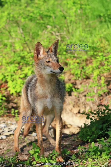  : Coyote (Canis latrans). Montana - USA