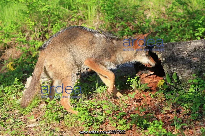  : Coyote (Canis latrans). Montana - USA