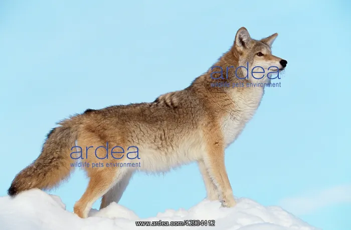  : COYOTE (Canis latrans)