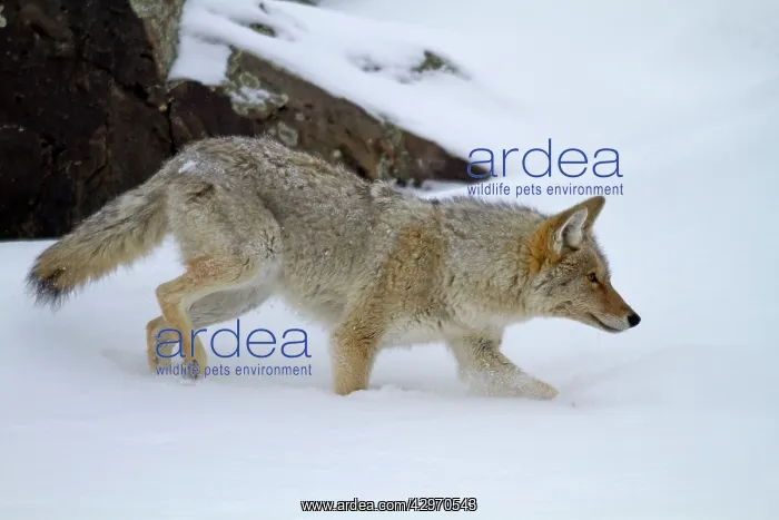 : Coyote (Canis latrans). Yellowstone National Park - Lamar Valley - Wyoming-Montana - USA : Coyote (Canis latrans). Yellowstone National Park - Lamar Valley - Wyoming-Montana - USA
