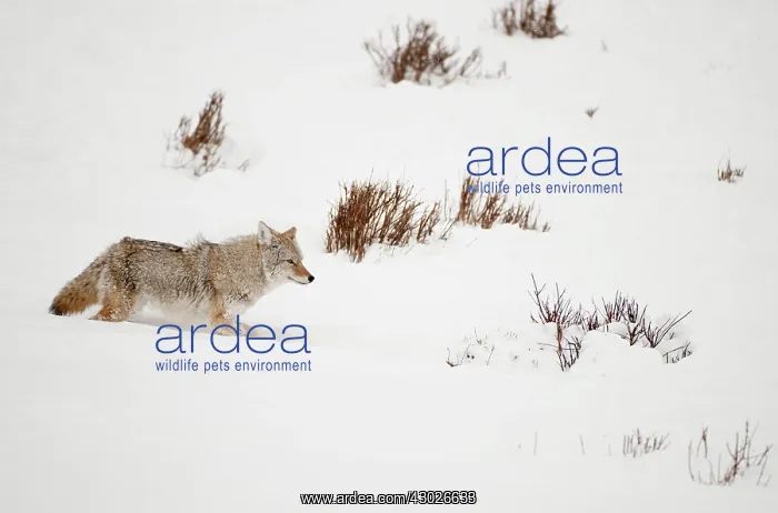: Coyote walking through deep snow. Yellowstone National Park, USA : Coyote walking through deep snow. Yellowstone National Park, USA