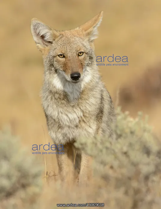 : Coyote (Canis latrans) listening in alert pose : Coyote (Canis latrans) listening in alert pose