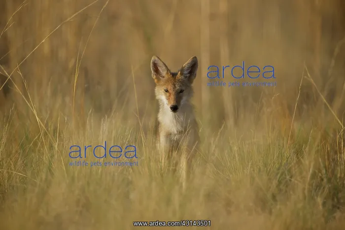: Coyote (Canis latrans) standing straight with ears up in tall grasses facing the camera : Coyote (Canis latrans) standing straight with ears up in tall grasses facing the camera