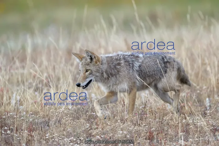 : Coyote (Canis latrans) searching for prey in the grass : Coyote (Canis latrans) searching for prey in the grass