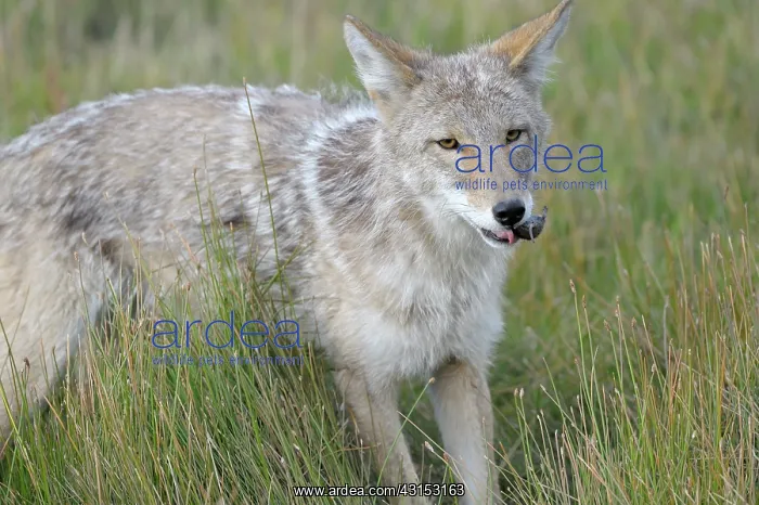 : Coyote (Canis latrans) searching for prey in grass : Coyote (Canis latrans) searching for prey in grass