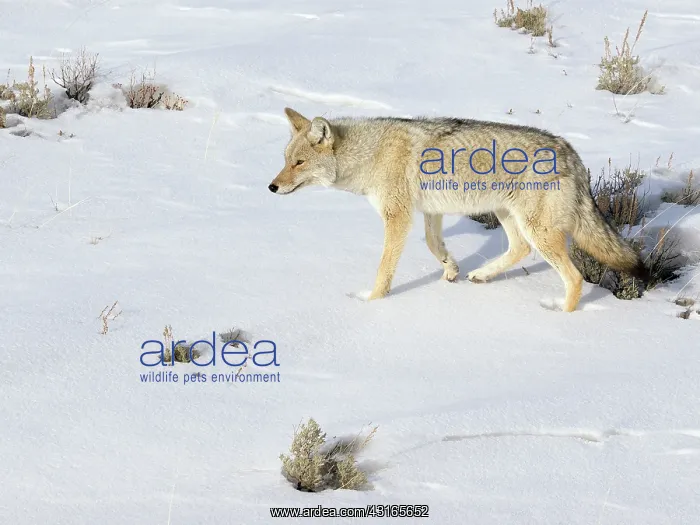 : Coyote (Canis latrans) walking in snow : Coyote (Canis latrans) walking in snow