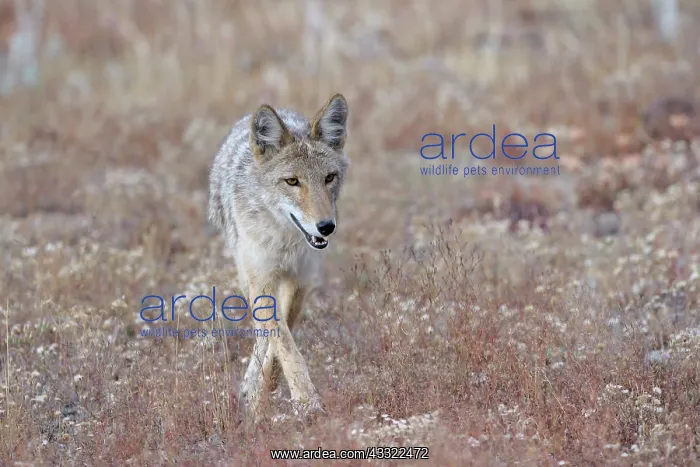 : Coyote (Canis latrans) walking in grassland : Coyote (Canis latrans) walking in grassland