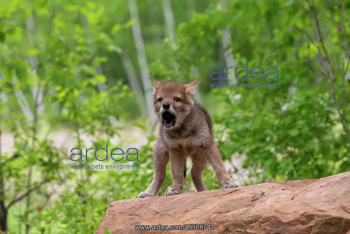 : COYOTE : COYOTE