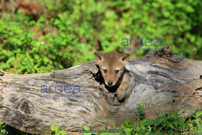 : Coyote - 5 week old baby : Coyote - 5 week old baby