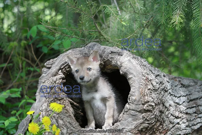 : Coyote - 5 week old baby : Coyote - 5 week old baby