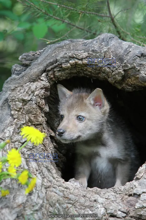 : Coyote - 5 week old baby : Coyote - 5 week old baby