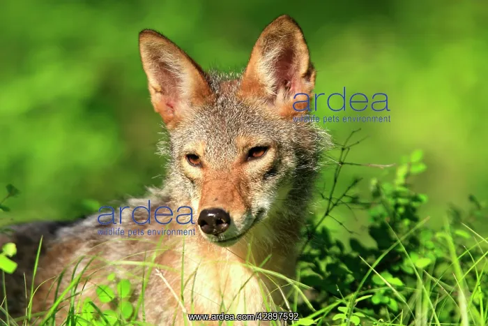 : Coyote - Adult : Coyote - Adult
