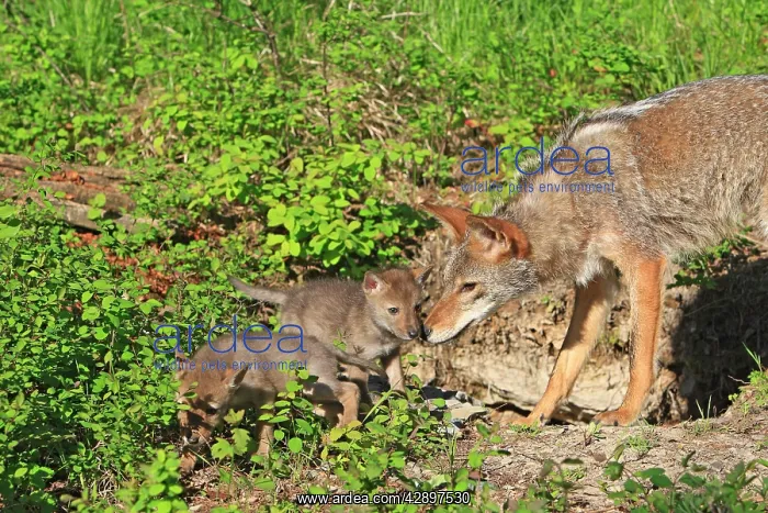 : Coyote - Adult with 5 week old baby : Coyote - Adult with 5 week old baby