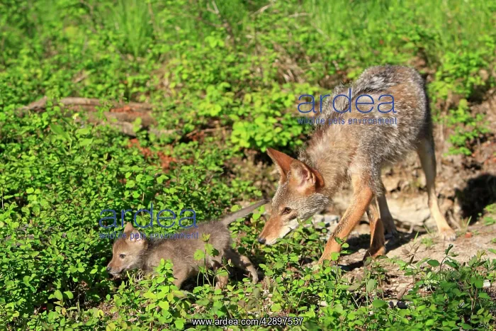 : Coyote - Adult with 5 week old baby : Coyote - Adult with 5 week old baby