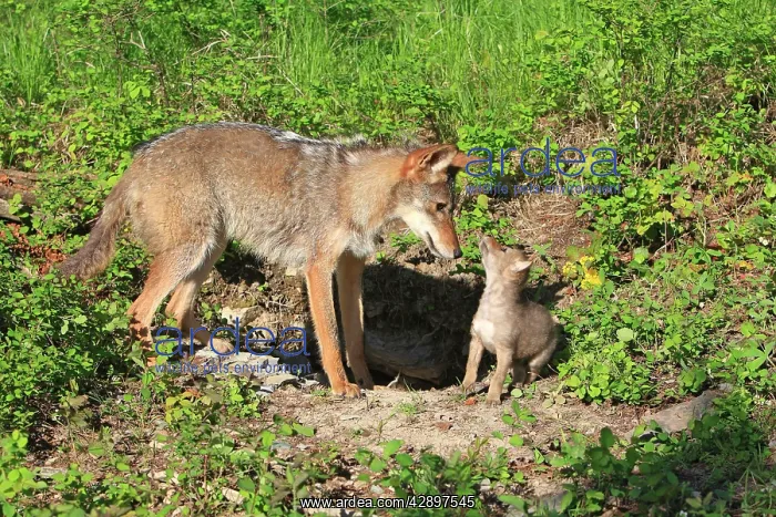 : Coyote - Adult with 5 week old baby : Coyote - Adult with 5 week old baby