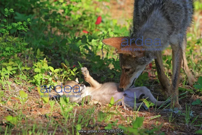 : Coyote - Adult with 5 week old baby : Coyote - Adult with 5 week old baby