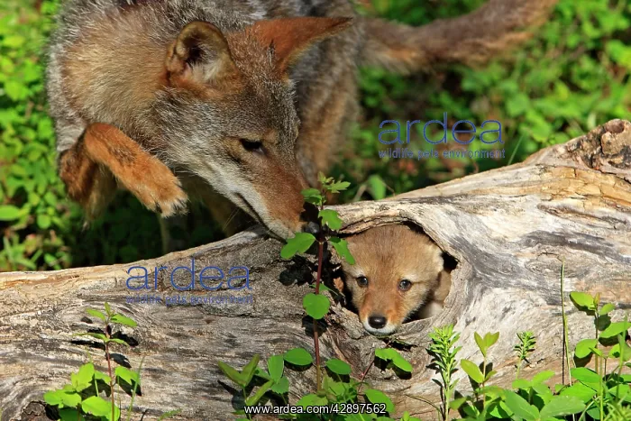 : Coyote - Adult with 5 week old baby : Coyote - Adult with 5 week old baby