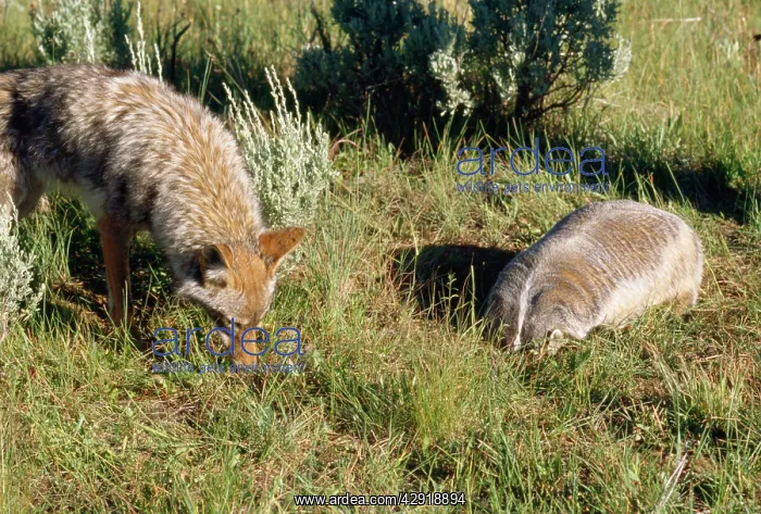 : Coyote - & American Badger (Taxidea taxus) co-hunting : Coyote - & American Badger (Taxidea taxus) co-hunting