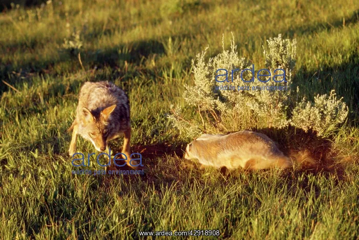: Coyote - & American Badger (Taxidea taxus) co-hunting : Coyote - & American Badger (Taxidea taxus) co-hunting