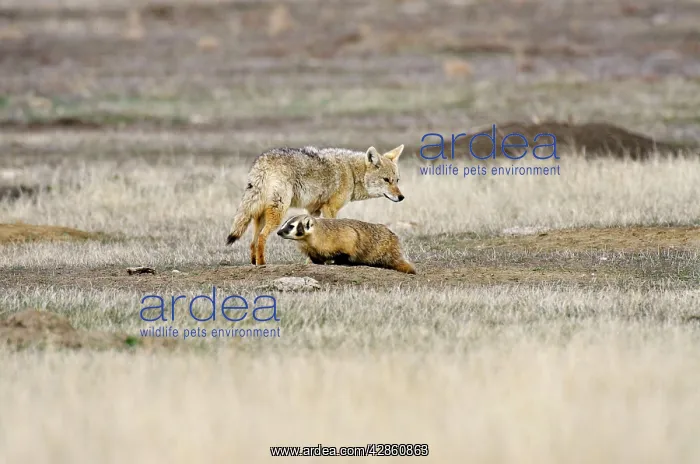 : Coyote and American Badger (Taxidea taxus) hunting : Coyote and American Badger (Taxidea taxus) hunting