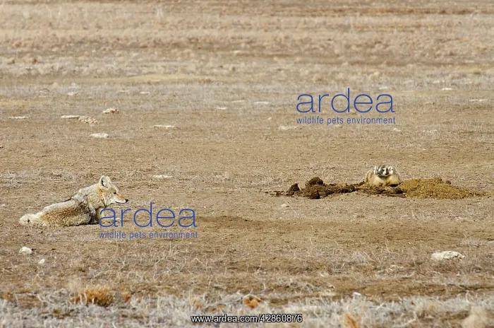 : Coyote and American Badger (Taxidea taxus) hunting : Coyote and American Badger (Taxidea taxus) hunting