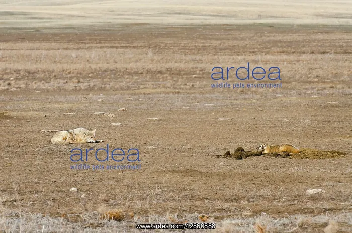 : Coyote and American Badger (Taxidea taxus) hunting : Coyote and American Badger (Taxidea taxus) hunting