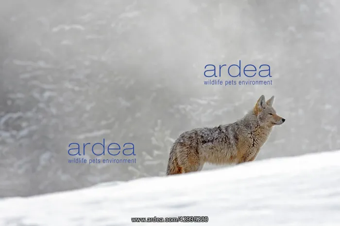 : Coyote / American Jackal / Brush / Prairie Wolf - in snow : Coyote / American Jackal / Brush / Prairie Wolf - in snow