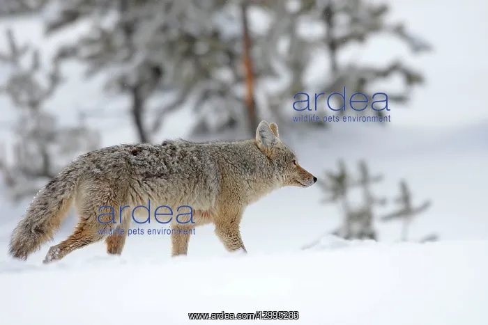 : Coyote / American Jackal / Brush / Prairie Wolf - in snow : Coyote / American Jackal / Brush / Prairie Wolf - in snow