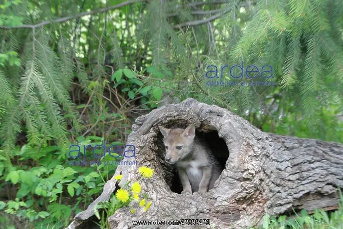 : Coyote - Baby 5 weeks old : Coyote - Baby 5 weeks old