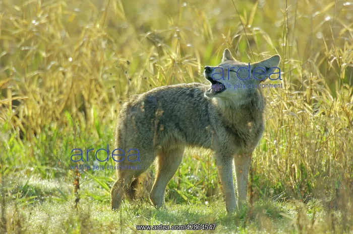 : Coyote - barking or yapping (different than howling) : Coyote - barking or yapping (different than howling)