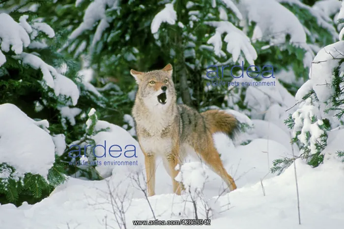 : Coyote - barking and yipping, in fresh winter snow : Coyote - barking and yipping, in fresh winter snow
