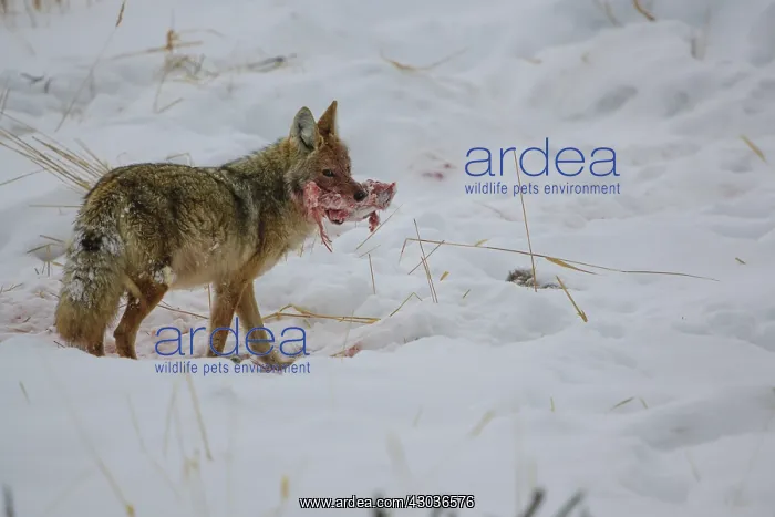 : Coyote bloodied walking with chunk of elk - Bloody : Coyote bloodied walking with chunk of elk - Bloody