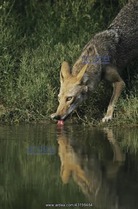 : Coyote (Canis latrans), adult drinking from pond : Coyote (Canis latrans), adult drinking from pond