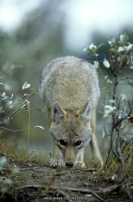 : Coyote (Canis latrans) Jasper Nationalpark, Alberta : Coyote (Canis latrans) Jasper Nationalpark, Alberta