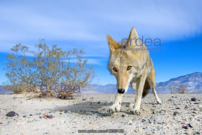 : Coyote (Canis latrans) male looking towards cam : Coyote (Canis latrans) male looking towards cam